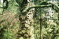 /album/priroda/a3-2-jpg/